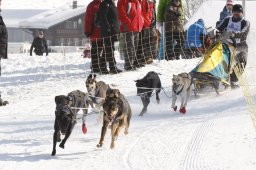 Lenk 2012 SM